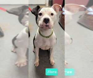 Flora-Sponsored - Female Mutt Dog for Adoption - Photo #2