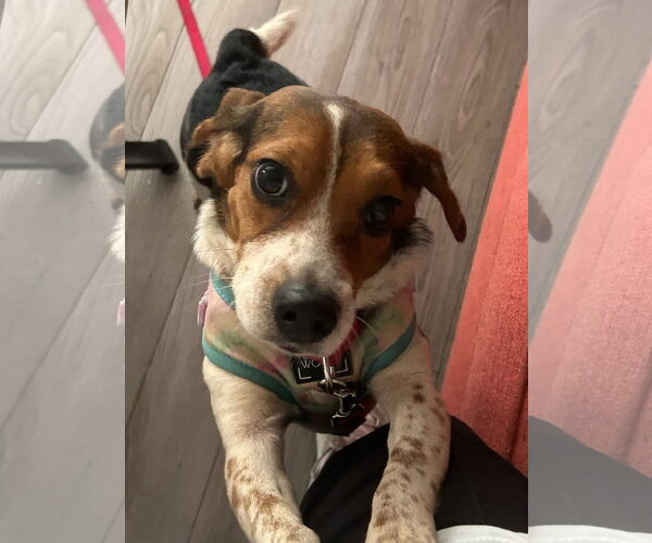Medium Photo #4 Beagle Puppy For Sale in Dunnellon, FL, USA