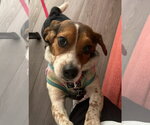 Small #3 Beagle