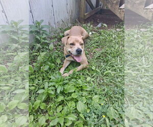 Labrador Retriever-Staffordshire Bull Terrier Mix Dogs for adoption in Holly Springs, NC, USA