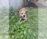 Small Labrador Retriever-Staffordshire Bull Terrier Mix