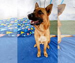Small #1 German Shepherd Dog