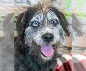 Mutt Dogs for adoption in Kennesaw, GA, USA