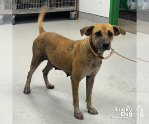 Medium Labrador Retriever Mix
