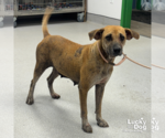 Small Labrador Retriever Mix