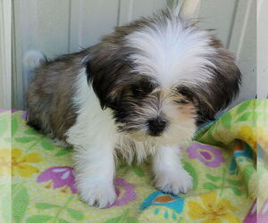 Shih Tzu Dogs for adoption in Mountain View, MO, USA