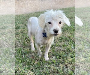 Maltese-Unknown Mix Dogs for adoption in Corona, CA, USA