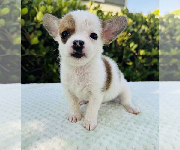 Medium Photo #3 Jack Russell Terrier-Unknown Mix Puppy For Sale in Marina Del Rey, CA, USA