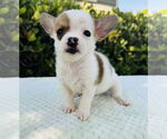 Small #2 Jack Russell Terrier Mix