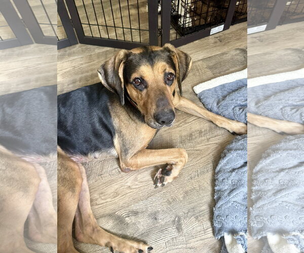 Medium Photo #3 German Shepherd Dog-Unknown Mix Puppy For Sale in Holly Springs, NC, USA
