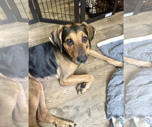 Chip - Male German Shepherd Dog-Unknown Mix Dog for Adoption - Photo #3