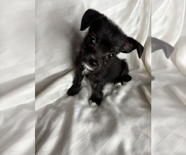 Medium Photo #1 Mutt Puppy For Sale in Gulfport, MI, USA