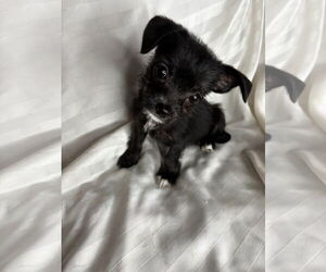 Mutt Dogs for adoption in Gulfport, MI, USA