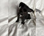 Small Mutt