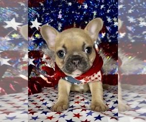French Bulldog Puppy for Sale in LOWRY CITY, Missouri USA