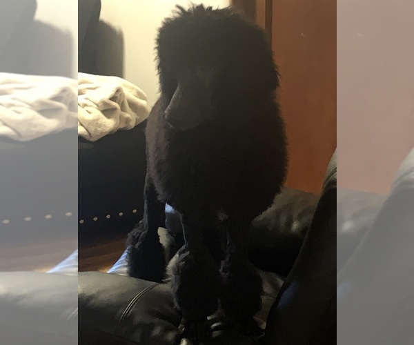 Medium Photo #1 Poodle (Standard) Puppy For Sale in CLARKS SUMMIT, PA, USA