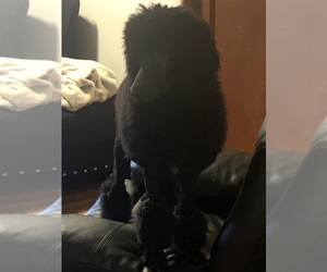 Poodle (Standard) Puppy for sale in CLARKS SUMMIT, PA, USA