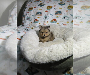 Pomeranian Puppy for Sale in COOKEVILLE, Tennessee USA
