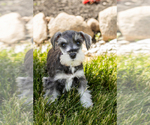 Small Photo #20 Schnauzer (Miniature) Puppy For Sale in MILLERSBURG, IN, USA