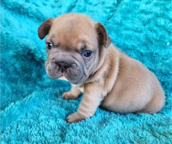 Medium Photo #11 French Bulldog Puppy For Sale in LAS VEGAS, NV, USA