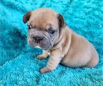Small #10 French Bulldog