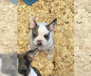 French Bulldog Puppy for sale in ZOLFO SPRINGS, FL, USA