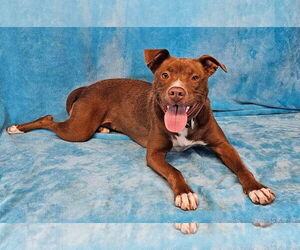 American Pit Bull Terrier-Unknown Mix Dogs for adoption in New York, NY, USA