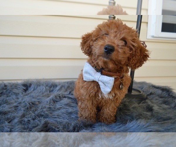 Medium Photo #3 Poodle (Toy) Puppy For Sale in HONEY BROOK, PA, USA