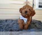 Small Photo #3 Poodle (Toy) Puppy For Sale in HONEY BROOK, PA, USA