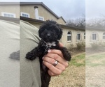 Puppy Black male Poodle (Toy)