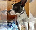 Small #13 Rat Terrier Mix