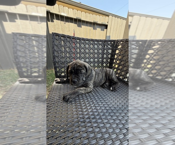 Medium Photo #4 Cane Corso-Mastiff Mix Puppy For Sale in NEW CANEY, TX, USA