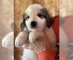 Small Photo #7 Great Pyrenees Puppy For Sale in RUTHERFORDTON, NC, USA