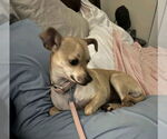 Small #2 Chihuahua Mix