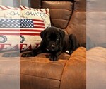 Small Photo #43 Cane Corso Puppy For Sale in REEVESVILLE, SC, USA