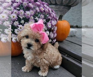 ShihPoo Puppy for Sale in INDIANAPOLIS, Indiana USA