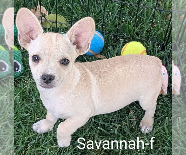 Medium Photo #4 Chihuahua-Rhodesian Ridgeback Mix Puppy For Sale in San Bernardino, CA, USA