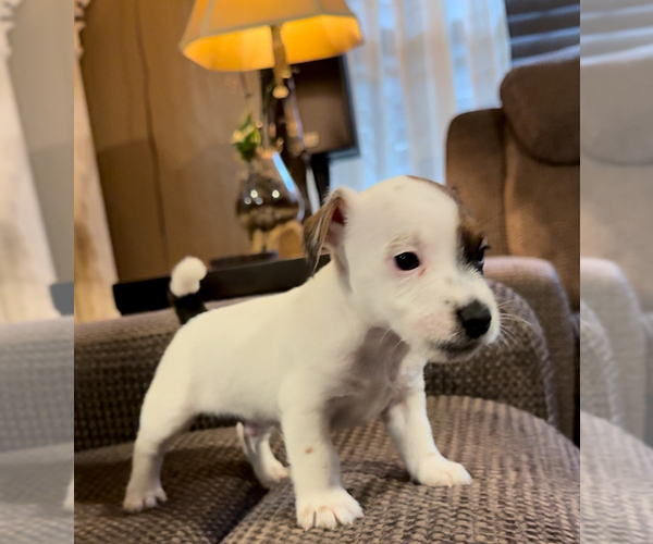 Medium Photo #4 Jack Russell Terrier Puppy For Sale in ALTOONA, FL, USA