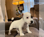 Small #3 Jack Russell Terrier
