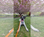 Small #5 American Pit Bull Terrier-Pointer Mix