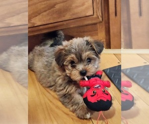 Shorkie Tzu Puppy for sale in CLIO, MI, USA