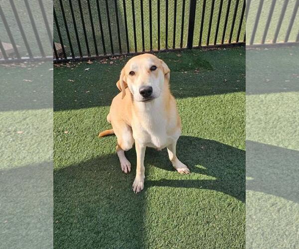 Medium Photo #13 Black Mouth Cur-Whippet Mix Puppy For Sale in Rockwall, TX, USA