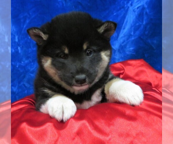 Medium Photo #2 Shiba Inu Puppy For Sale in NORWOOD, MO, USA