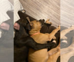 Small #4 Boxer Mix