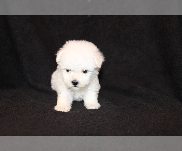 Medium Photo #2 Bichon Frise Puppy For Sale in BLOOMINGTON, IN, USA