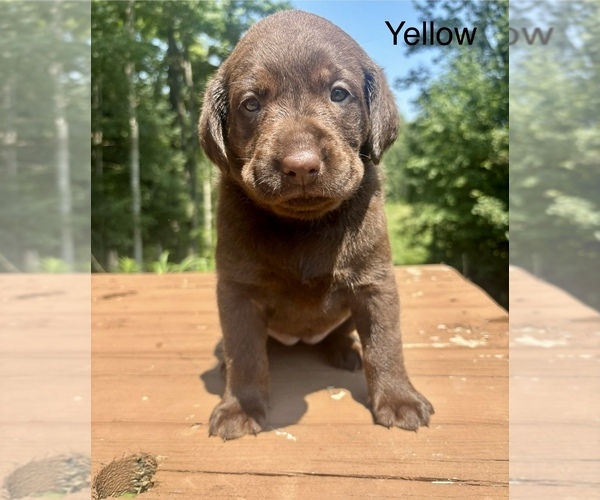Medium Photo #1 Labrador Retriever Puppy For Sale in STANLEY, WI, USA