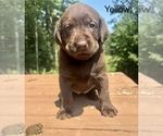 Puppy Yellow Labrador Retriever