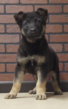 Medium Photo #2 German Shepherd Dog Puppy For Sale in NAPPANEE, IN, USA