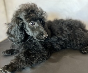 Poodle (Miniature) Puppy for sale in PASO ROBLES, CA, USA