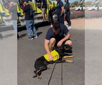 Small #1 Doberman Pinscher Mix